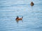 Close up shot of a Ruddy duck swimming in a pond