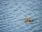 Close up shot of a Ruddy duck swimming in a pond