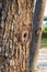 Close up shot of a rugged tree trunk for nature background