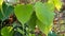 A close up shot of a sacred fig, Ficus religiosa leaf. It is also known as the bodhi tree, pippala tree, peepul tree, peepal tree