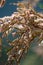 Close-up shot of Saltcedar Tamarix ramosissima bloom