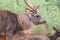 Close up shot of Sambar deer standing in a forest