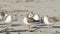 Close up shot of Sanderlings Calidris Alba  on a beach