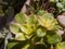 Close up shot of Saxifraga paniculata leaves