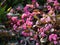 Close-up shot scenic landscape of fresh and natural pink flower meadows