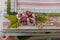 close up shot of scrapbooking photo album page with paper decorative elements, flowers, leaves, ribbons, lace, wooden key