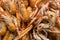 Close up shot of shellfish on a market stall