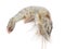 close up shot on shrimp on white background