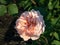 Close-up shot of the shrub rose cultivar \\\'Charles Austin\\\' flowering with apricot