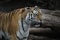 Close up shot of siberian tigress