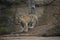 Close up shot of siberian young tiger