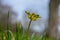 A close up shot of a single celandine growing in the British countryside in spring