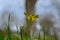 A close up shot of a single celandine growing in the British countryside in spring