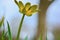 A close up shot of a single celandine growing in the British countryside in spring