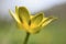 A close up shot of a single celandine growing in the British countryside in spring