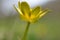 A close up shot of a single celandine growing in the British countryside in spring