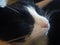 A close up shot of a sleeping tuxedo cat, Torbay, Torquay, Devon, UK