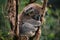 Close-up shot of a sleepy koala holding on a branch.