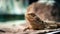 Close up shot of a small agama lizard in a terrarium on a blurry background