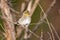 Close-up shot of a small American Goldfinch perched on a tree branch in the forest