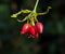 Close-up shot of a small cluster of vibrant rosehips