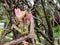 Close-up shot of small leaves of grapevine and pink grape sprouts starting to grow from dormant grape plant branches in spring