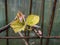 Close-up shot of small leaves of grapevine and pink grape sprouts starting to grow from dormant grape plant branches in spring