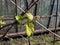 Close-up shot of small leaves of grapevine and pink and green grape sprouts starting to grow from dormant grape plant branches