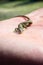 Close up shot of a small lizard sitting on a human hand.