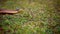 Close up shot of small snake slithering along ground