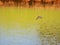 Close up shot of small Solitary sandpiper flying around