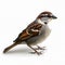 Close up shot of small Sparrow isolated on white background