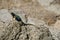 Close-up shot of a small Western fence lizard perched atop a rock