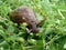 Close up shot of a snail crawling on ground