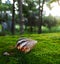 Close up shot of snail shell in mosss ground.