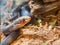 Close up shot of a snake shedding skin