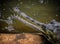 Close-up shot of snout of a gharial,A fish eating asian crocodile having sharp tooth.