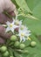 Close up shot of the Solanum torvum fruit