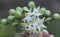 Close up shot of the Solanum torvum fruit