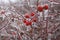 Close up shot of solated bright red rosehip berries and tree branches covered with ice after a freezing rain storm.