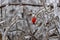Close up shot of solated bright red rosehip berry and tree branches covered with ice after a freezing rain storm.