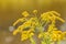 Close up shot of Solidago altissima blossom