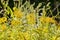 Close up shot of Solidago altissima blossom