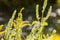 Close up shot of Solidago altissima blossom