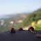 Close-up shot of some Ladybugs in a hilly natural background