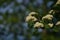 Close-up shot of Sorbus aucuparia flower branches