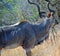 A close-up shot of a South African Kudu