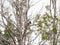 Close up shot of Spotted towhee in Capulin Volcano National Monument