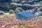 Close up shot of spotted unicornfish swimming over coral reef