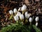 Close-up shot of the spring-flowering plant (Colchicum szovitsii) with white flowers